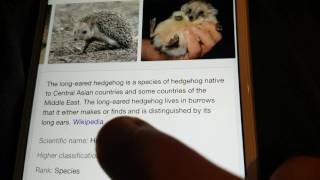 Can you own hedgehogs in India? Specific species you can own.