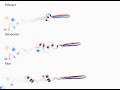 comparison of burst and coast swimming patterns