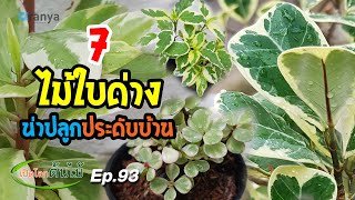 7ไม้ใบด่างน่าปลูกประดับบ้าน