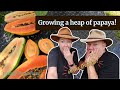 Growing Papaya🥭 in Beautiful, Tropical, Far North Queensland, Australia🌴☀️