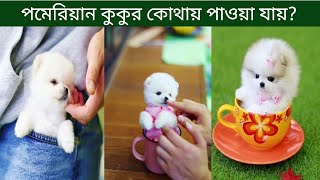 পমেরিয়ান কুকুর বাংলাদেশে কোথায় পাওয়া যায় | পমেরিয়ান কুকুর ভারতের কলকাতার কোথায় পাওয়া যায়