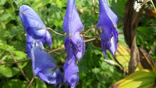 사약재료로 사용했던 식물 투구꽃(초오Aconitum jaluense Kom. )