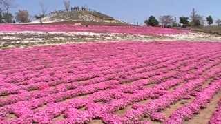 太田市北部運動公園　2013年4月13日(土)芝桜開花状況