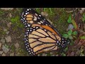 this dead butterfly represents the worst monarch year yet...