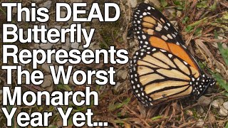 This Dead Butterfly Represents The Worst Monarch Year Yet...