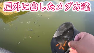 【めだか】暫く暖かい日が続くので思い切ってメダカを外に出しました。Ｂ型おやじ