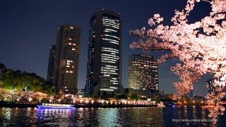 毛馬桜之宮公園 水都大阪 大川の夜桜 Cherry Blossoms along Okawa River at Night Osaka Japan