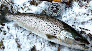 Winter Seatrout från Stockholms skärgård