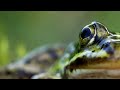 Returning England's Forgotten Frog | bioGraphic