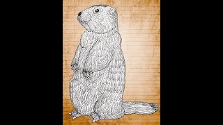 Robust Marmot Song