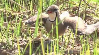 Terik Asia (Oriental Pratincole) Burung Migrasi Dari Australia Menuju Pantai Timur Aceh