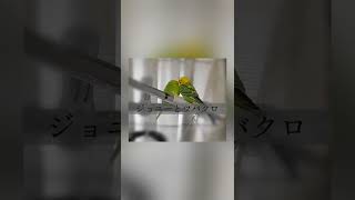 インコ版　密に注意な二人