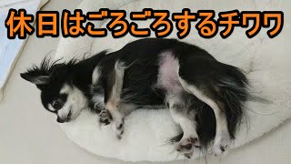 【犬動画】休日はごろごろするチワワ