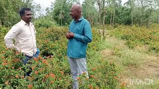 கனகாம்பரம் பூ சாகுபடி| கறவை மாடு வளர்ப்பு |தினம் வருமானம் தரக்கூடிய மலர் சாகுபடி  |நேரடி விற்பனை