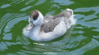 2018.6.12 Common Shelduck　ツクシガモ　ひな成長記録No.4　ひな５羽元気　（フライングメガドーム）