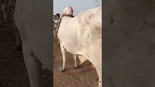 ఇసుక బండి ఎద్దులు! pebbeir market