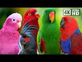 Most Wonderful Parrots of Australia | Colourful Birds | Relaxing Nature Sounds | Australian Wildlife