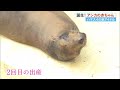 かわいすぎる！桂浜水族館でアシカの赤ちゃん誕生　”特別な意味をもつ出産”　ファンも感激【高知】 23 06 26 19 14