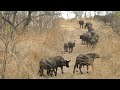 Essential Destinations - Mdonya - Buffalos crossing