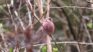 宮ヶ瀬湖 早戸川林道のベニマシコ（雄）その１２３（4K60P動画）