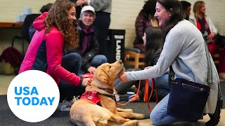 Therapy dogs provide comfort to students and faculty on UVA campus | USA TODAY