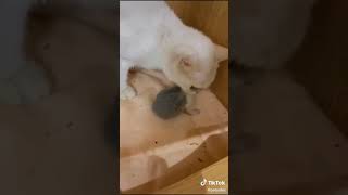 Cats are so funny PART 283 FUNNY CAT VIDEOS TIK TOK #Shorts