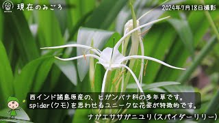 【福岡市植物園】2024.7.20現在のみごろ