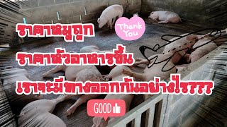 ราคาหมูถูก ราคาหัวอาหารขึ้น เราจะมีทางออกกันอย่างไร??? #ธนสารฟาร์ม #คนเลี้ยงหมู #เรื่องหมูๆ #pig