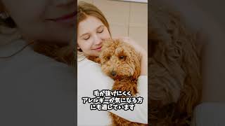 【AIに聞いた!】飼いやすい犬種5選