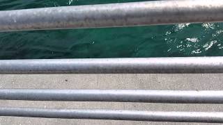 Wind induced resonance at the Boynton Beach Pier