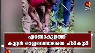 എറണാകുളം വെട്ടാട്ടുപാറയില്‍ സ്വകാര്യ വ്യക്തിയുടെ പുരയിടത്തില്‍ കൂറ്റന്‍ രാജവെമ്പാല | Kairali News