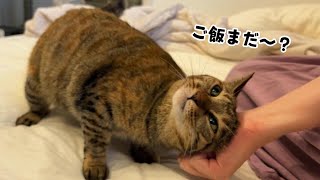 大好きなママを起こしにくる猫たちのモーニングルーティン　763話