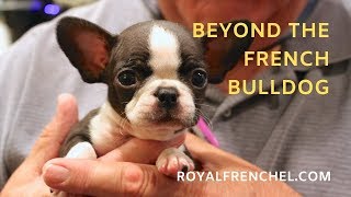 Teacup Mini French Bulldog vs. Healthy Designer Breed Micro Mini Royal Frenchel