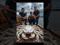 penangkapan monster kepiting langka yang aneh animals