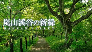 初夏の嵐山渓谷で新緑満喫【埼玉の嵐山】 A Walk in the Forest of Ranzan Valley