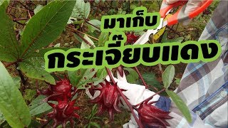 กระเจี๊ยบแดงสรรพคุณและการเก็บเกี่ยวผลผลิต