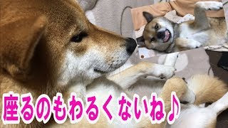 柴犬 甘えたリキとおもしろボーズで甘えるリコ【かわいい】Shiba inu Riki and Riko are such a baby