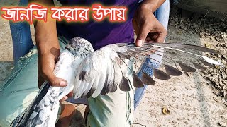 কবুতরের পর জানজি করার উপায় | Pigeon Feather Cutting 2023