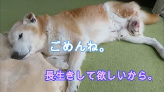 愛犬の足の手術でパパ苦渋の選択　柴犬ちゃめ