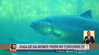 Fuga de miles de salmones de centro de cultivo: Piden no consumirlos