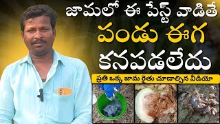 జామలో ఈ పేస్ట్ వాడితే పండు ఈగ కనపడలేదు.ప్రతి ఒక్క జామ రైతు చూడాల్సిన వీడియో #akarshme #fruitfly