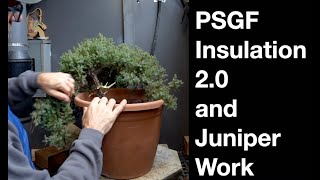 PSGF Insulation 2.0 \u0026 Juniper Work:  Dave's Bonsai E463