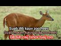 suab dib kauv zoo heev suab maum kauv quaj zoo heev dib lub caij tshov tuaj zoo