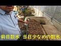 スイートコーンといんげんの播種・山野草出荷 邑南町　駒川農園　22.4.17