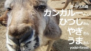 ヨーデルの森の仲間たち♡ 眼は開いてますか？ カンガルーさん