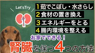 【犬　腎臓】お家でできる！腎臓を長く保つ４つの方法