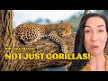 Rwanda Travel Guide: Gorillas, Chimps, Safari & What I’d Do Differently