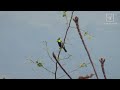 yellow cheeked tit call in hong kong