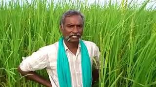 காட்டு யானம்  நெல் விவசாயம்/kattu yanam nel agriculture