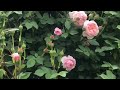 軽井沢レイクガーデン6月18日薔薇🌹の香り